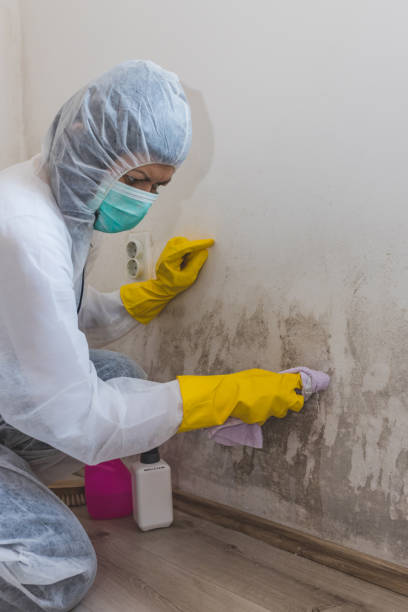 Mold Odor Removal Services in Charlevoix, MI